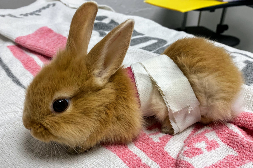 A rabbit with a bandage wrapped across its abdomen