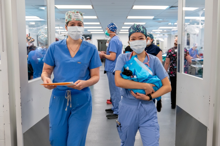 Two veterinarian walking out of an operation room with a kitten asleep
