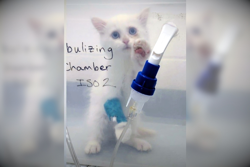 Tiny Tim the cat in a nebulizing chamber with an IV in his paw