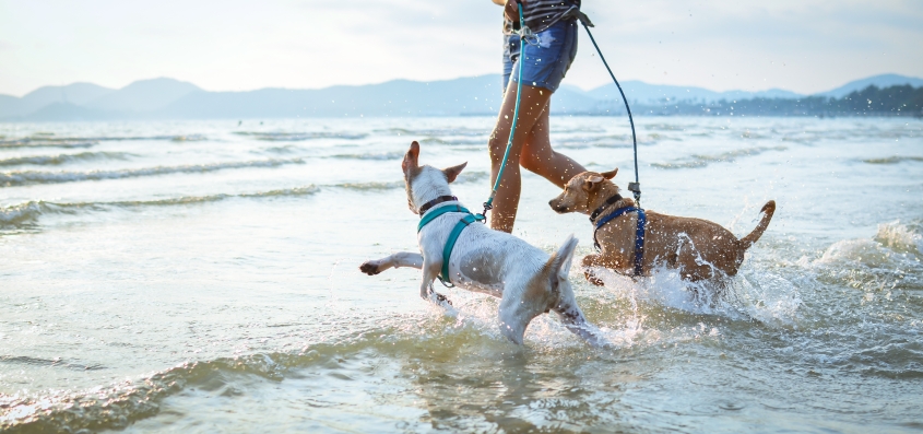 two dogs playing on the beach. 