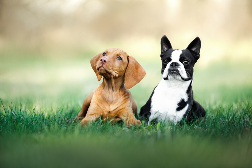 two cute dogs lying on grass in the park