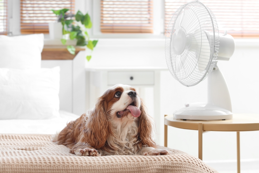 Funny dog and electric fan in bedroom