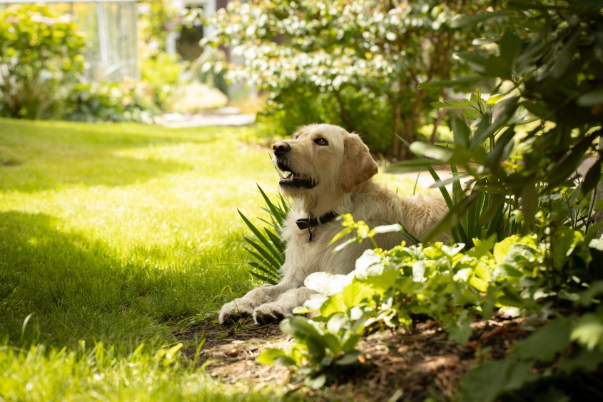 A golden colored dog sits at the bank of a beautiful garden. 