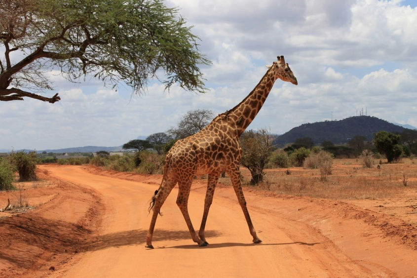 Giraffe in Africa