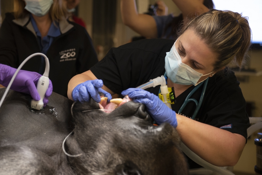 veterinarian examining an anesthetized gorilla