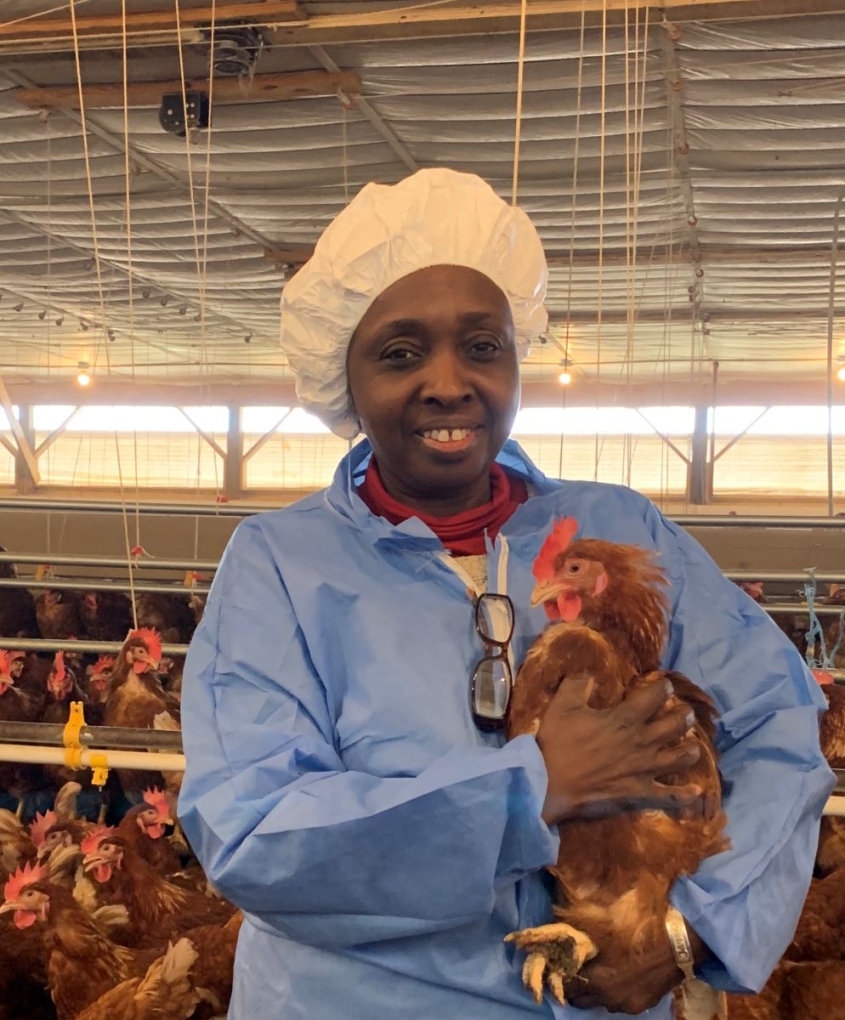 Jagne holding a chicken in a poultry barn