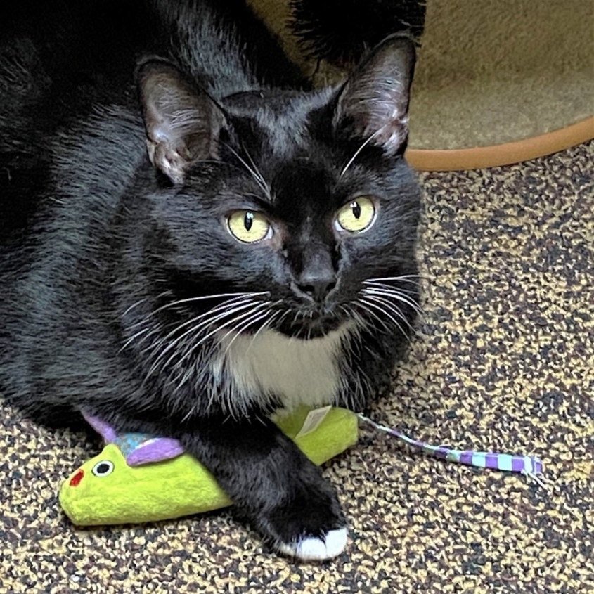 A black cat with light eyes holds a green cat toy. 