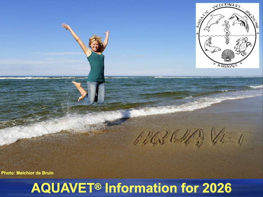 Cover photo with student jumping in the air on a beach