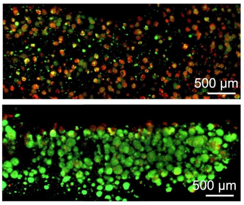 scientific image of cells