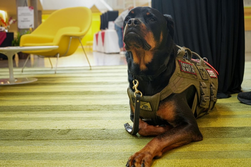 A Rottweiler service dog