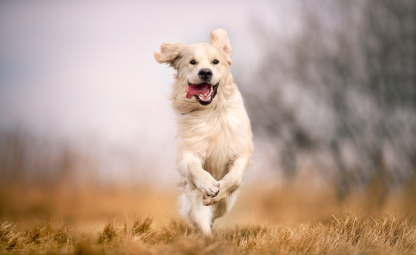 dog running in field. 