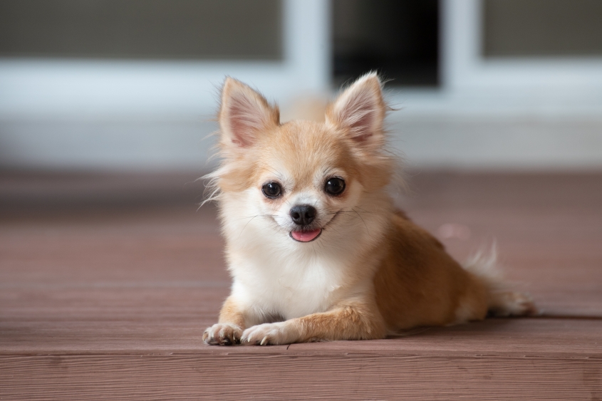 brown chihuahua sitting on floor. small dog in house.