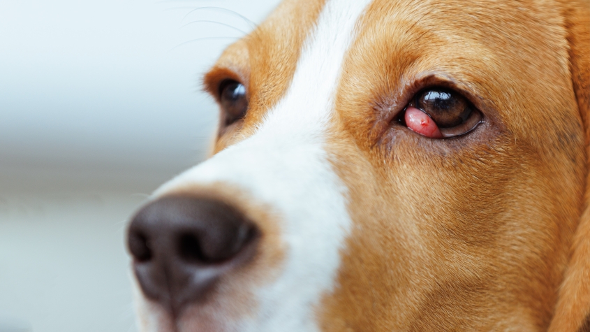 Beagle dog suffering from cherry eye.