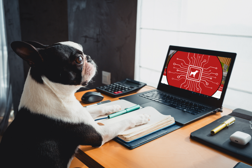 A Boston Terrier looks at a screen with a red circle. 