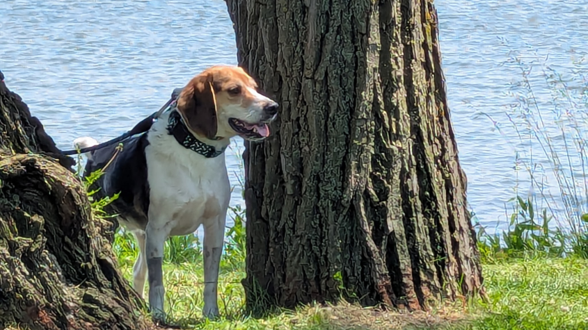 A beagle in a park with lake water in the background
