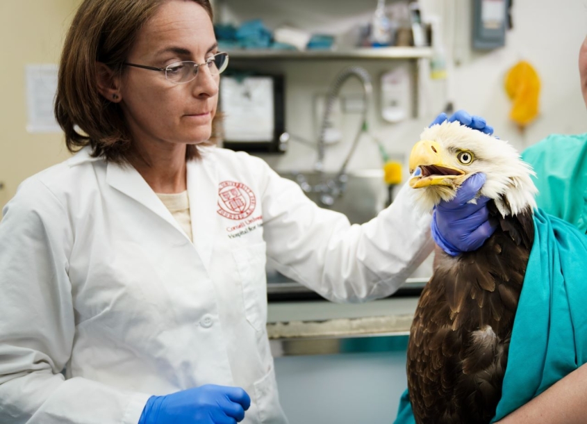 Dr. Sara Childs-Sanford examining a bald eagle in the clinic