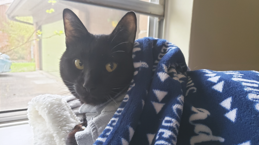 A black cat snuggling in a blue and white blanket