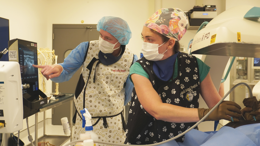 Boesch and a colleague guiding an ultrasound on a beagle