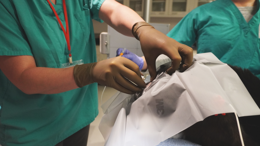 Gloved hands place an epidural in a feline patient