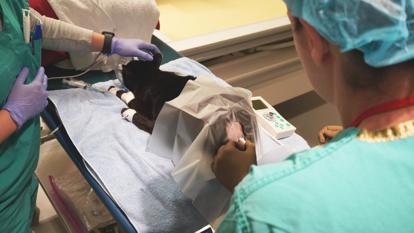 A black cat sedated ready for an epidural