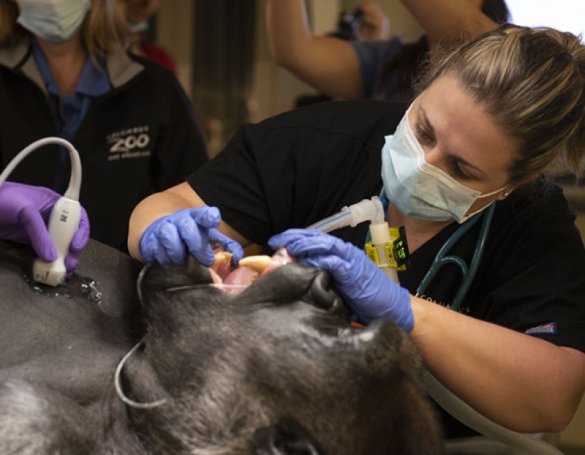 veterinarian examining an anesthetized gorilla