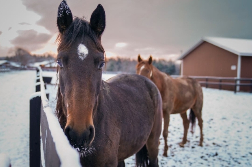 A horse in the snow