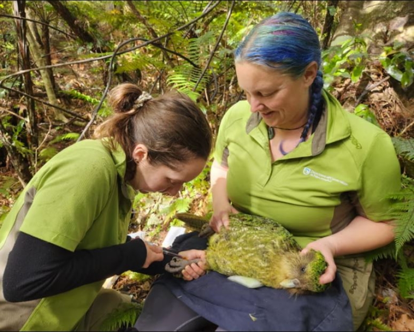 two researchers holding a kakapo parrot