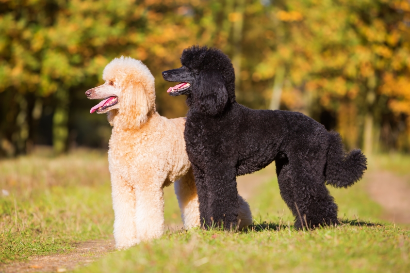 A portrait of two royal poodles.