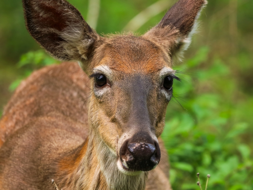 A white-tailed doe