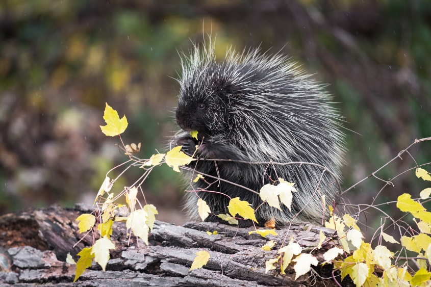 Porcupine sits on log in rain with leafy autumn branch