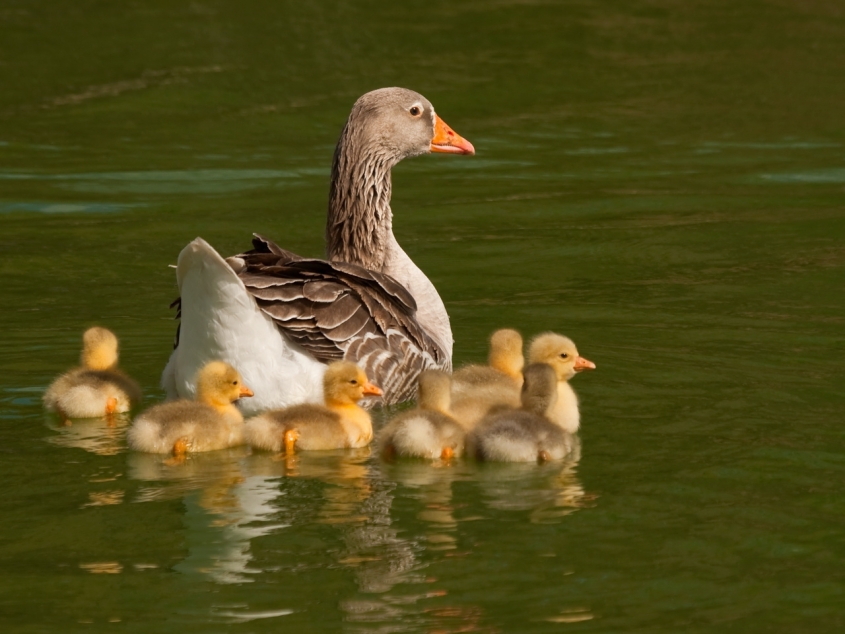 An adult goose swimming with chicks