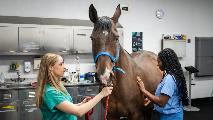 A veterinarian and student examining a horse in an exam room