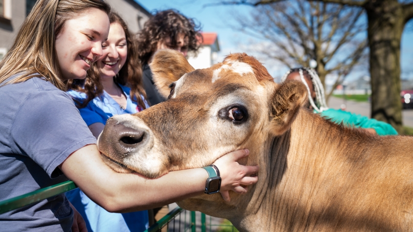 Hospital staff petting a cow