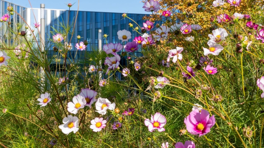 Flowers growing outside of CVM building