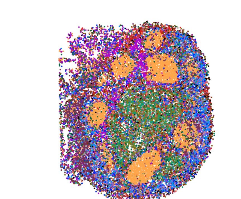 colorful scientific illustration of a lymph node