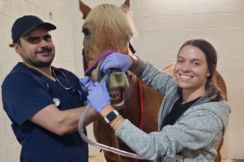 Two LVTs examine a horse