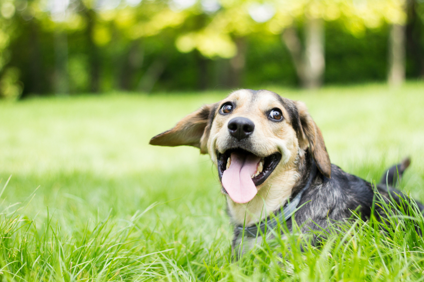A smiling dog with a long tail looks back while sitting in the tall grass. 
