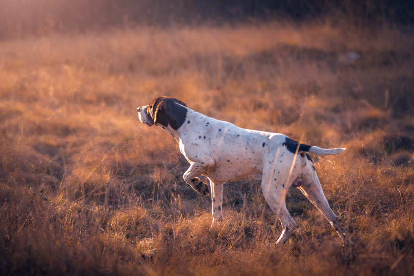 A brown and white dog looks off into the distance in a field. 