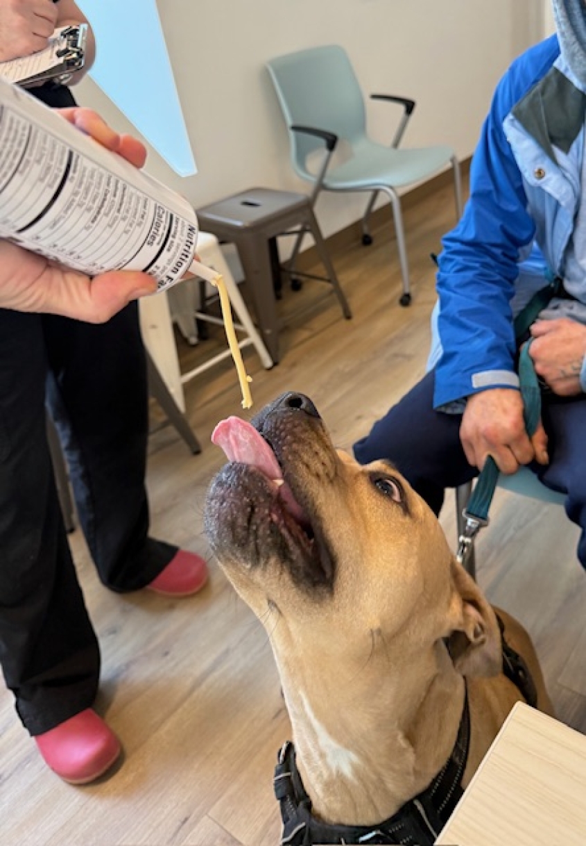Dog eating liquid cheese 