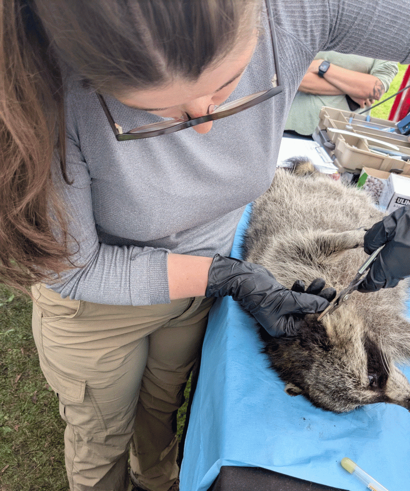 Veterinarian handling a racoon