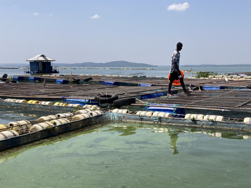 A Kenyan fish cage site in Lake Victoria.