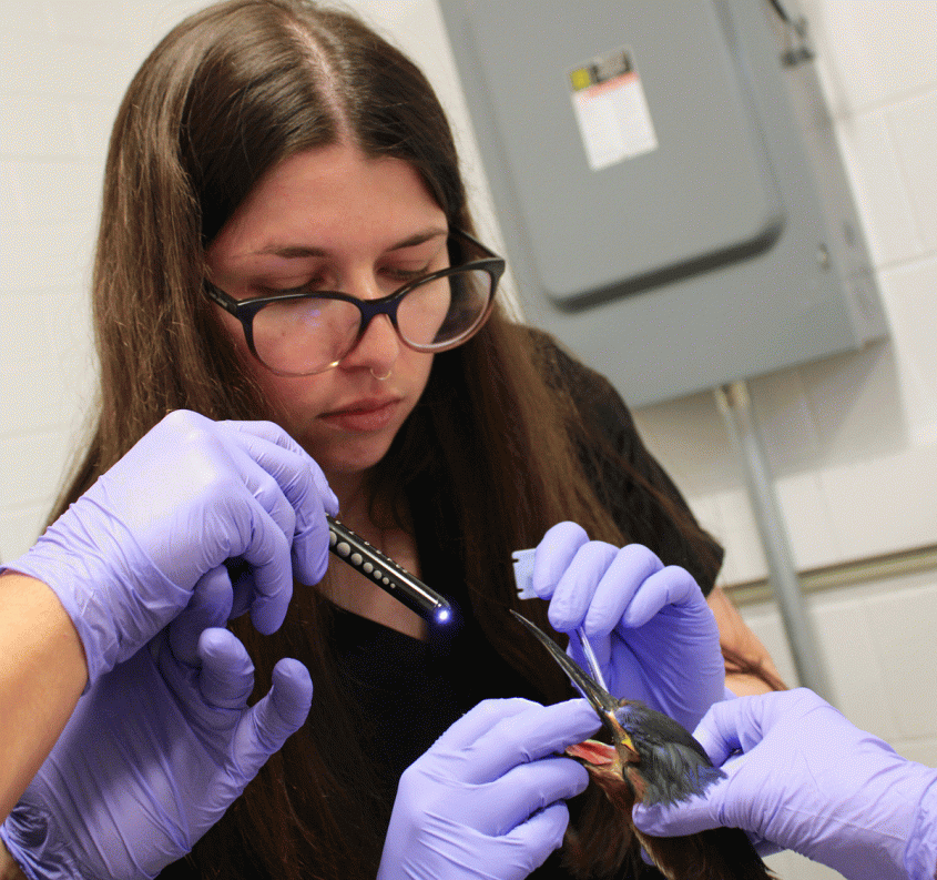 Haefs handling a green heron