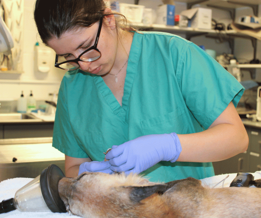 Veterinarian handling an anesthetized fox in a clinical setting
