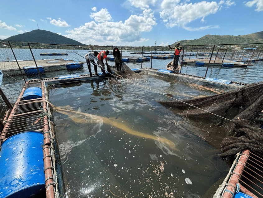 Fisher people standing over an aquaculture cage in a lake