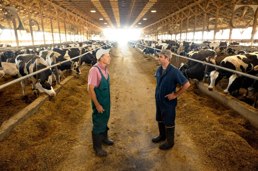 dairy farmers in cow barn