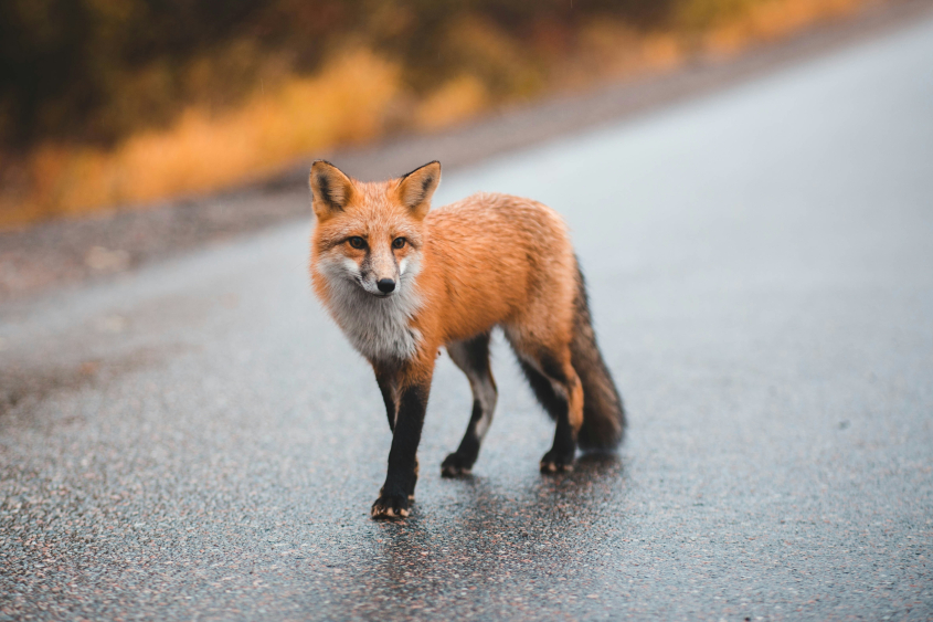 Red fox standing on a road