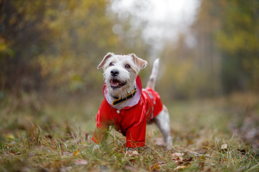 Dog breed Jack Russell Terrier stands in a green forest in a red raincoat.