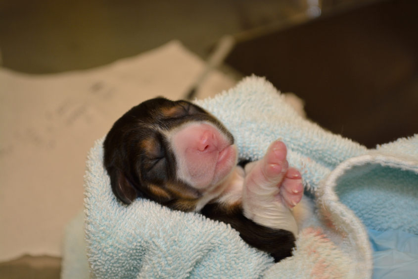 A newborn puppy wrapped in a blue towel. 