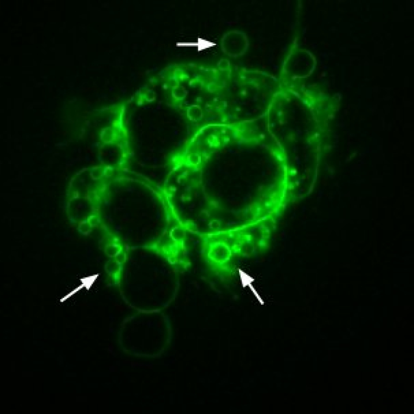 microscopic image of a stem cell