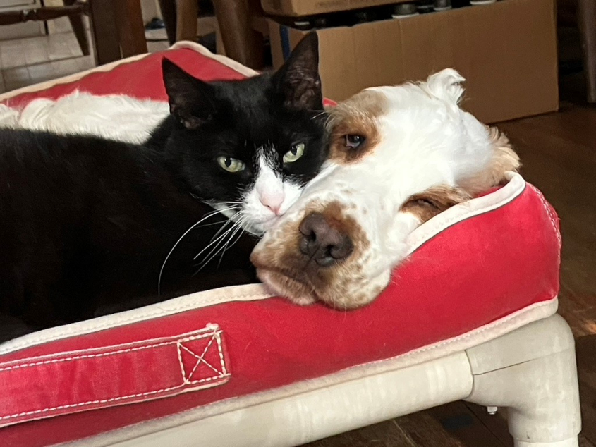 Cat and dog cuddling